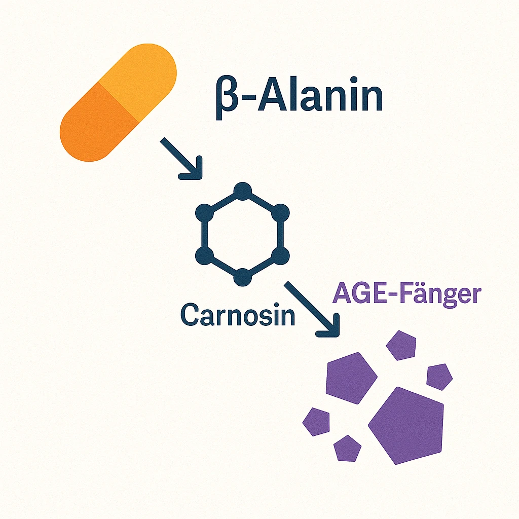 beta alanin als AGE-Fänger alanin wirkt gegen AGEs